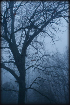Δέντρο στην ομίχλη